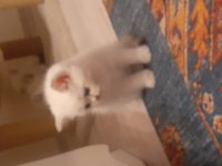 A kalite şampiyon dedenin british longhair torunları