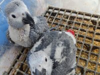 El Besleme Kırmızı Kuyruk Bebek Jako Papağanı