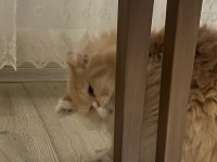 dişi iran kedimize acil yuva arıyoruz
