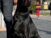 Sağlam Kan 3 Aylık Kulak Kuyruk Bitti Saf Doberman