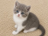 Muhteşem Golden Bicolor Point British Shorthair Yavrular