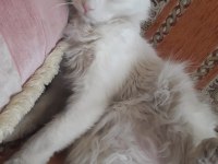 British Longhair 1 Yaşında
