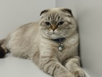 Dişi 2 yaşında blue point scottish fold