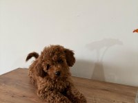 UYGUNA AİLEDEN UFAK BOYUTLU TOY POODLE