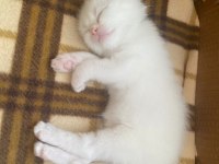 1,5 AYLIK BRITISH KEDİLERİMİZ GRİ VE BEYAZ