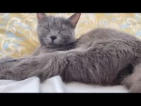 British shorthair kedimize ömürlük yuva arıyoruz