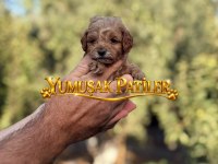 Toy Poodle Yavrumuz