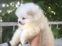 Pomeranian Boo Yavrularım teslime hazırlar