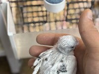 YENİ YEME DÜŞMÜŞ İRİ ÇEK ALBİNO LUTİNO MUHABBET YAVRULAR