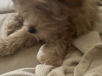 Ev ortamında güzel maltipoo yavru