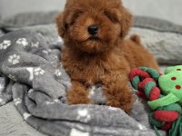 Ruhsatlı Köpek Çiftliğinden Toy Poodle Yavrularımız
