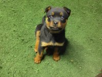 2 aylık dişi rottweiler çok cana yakin sevecen