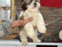 Shih tzu core bebekler