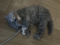 Sağlıklı Chinchilla