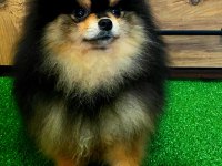 11 AYLIK TEDDY BEAR ERKEK POMERANİAN