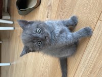 British Shorthair Yavru Kedimiz