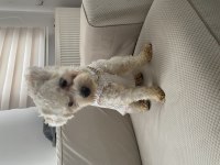 Uygun puana 1 yaşında maltipoo dişi