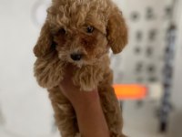 Maltipoo minik canlar orijinal ev doğumlu