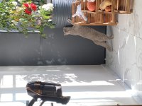 ÜCRETSİZ ERKEK KEDİMİZ 6 AYLIK