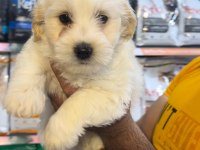 2 Aylık erkek terrier aşıları yapıldı