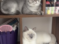 British longhair kedimiz