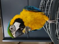 Konuşan El Besleme Büyümüş Macaw