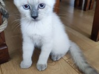 3 aylık safkan dişi british longhair