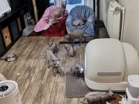 İzmir Sfenks Kedimiz İçin Ulaşın