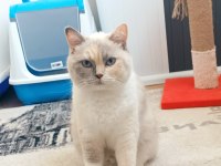 Canım british kızımı sahiplendiriyorum