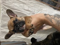 60 günlük french bulldog yavrular