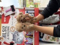 Maltipoo yavrularımız