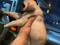 Muhteşem Pug Mops Bebekler
