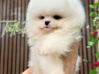 Pomeranian Boo Puppy