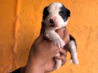 Border collie bebekler için acele edin