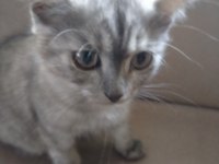 Scottish fold biritish yavrular