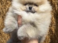 POMERANİAN BOO YAVRUSU