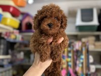 Kore Kan Poodle Yavrularımız Sıfır Boy