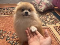 Pomeranian Erkek Bir Yaşında