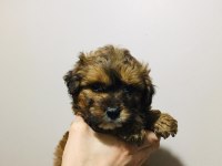 Fantom tricolor maltipoo