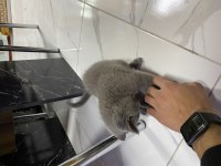 Cins tatlı ve çok oyuncu british shorthair