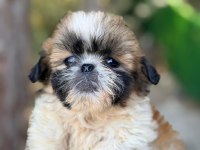 A Kalite Mikro Boy Shih Tzu Yavrular