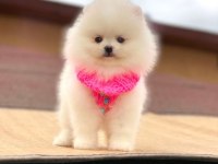 A KALİTE POMERANİAN BOO YAVRULARIMIZ (BOŞ GEÇMEYİN)