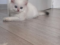 British Longhair Dişi Yavrular
