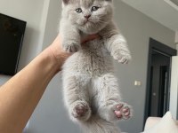 Lilac renk ve gri renk ayı kafa british shorthair bebekler