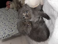 British shorthair - scottish fold kedimiz