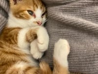 ÜCRETSİZ KEDİMİZİ SAHİPLENDİRME