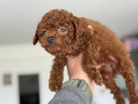 En özelini arayanlar için tea cup kore poodle
