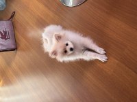 Pomeranian 7 Aylık