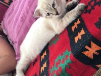 Mavi göz silver scottish fold
