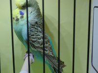 Show JUMBO Yavru ve Yetişkin Muhabbet Kuşu